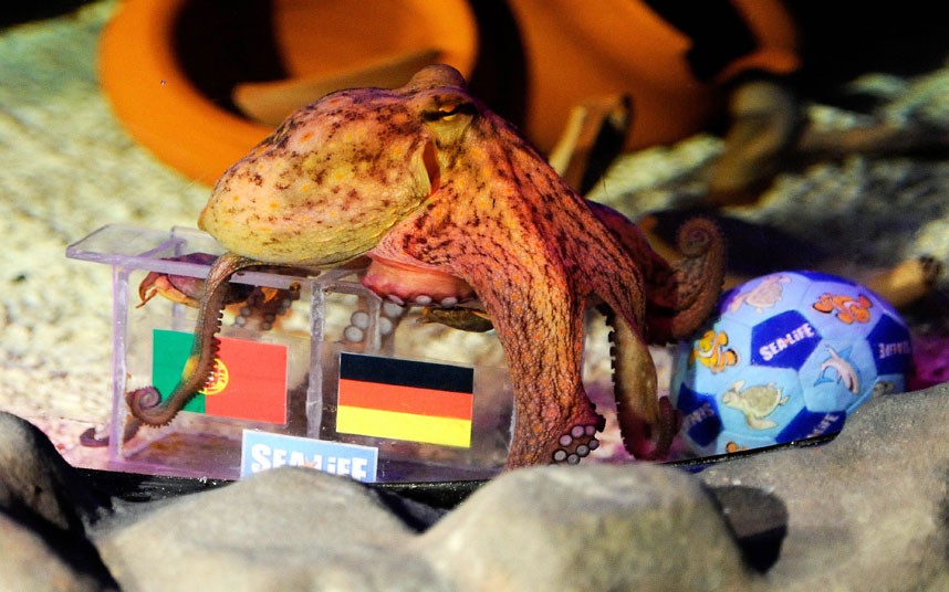 Which of these animals will be this year's Paul the Psychic Octopus?
