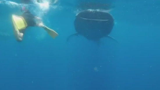 Sergio Ramos swims with sharks