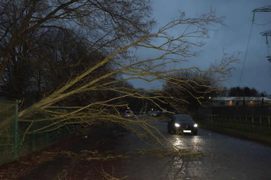 Manchester United's stars forced to swerve around trees brought down by Storm Eleanor on way into training