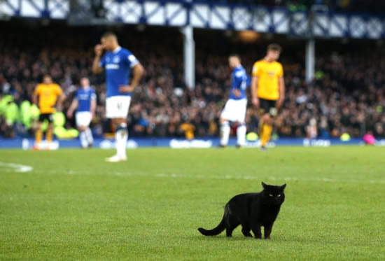 Everton's defeat to Wolves interrupted as BLACK CAT causes lengthy delay after roaming on pitch