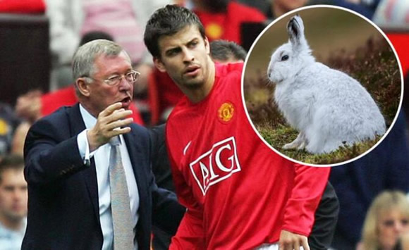 Pique reveals Sir Alex gave him hairdryer at Man Utd after pet RABBIT ate furniture in flat he rented from great Scot