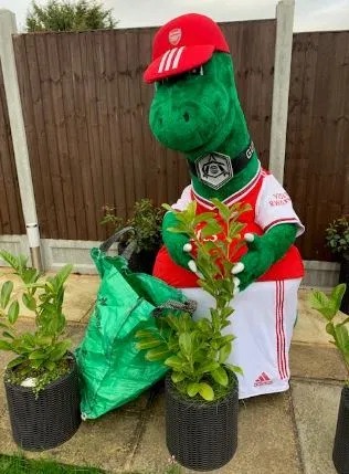 'KEEPING BUSY' Iconic Arsenal mascot Gunnersaurus so bored at home he’s stuck ironing ahead of Bargain Hunt and planting in garden