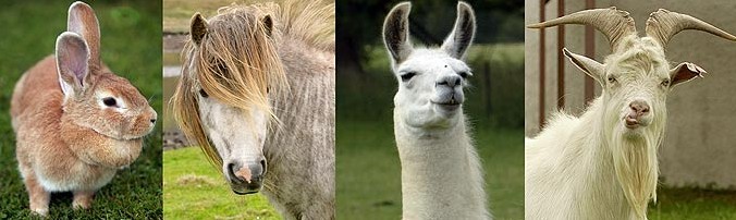 Kai Rooney gets a live farm for party