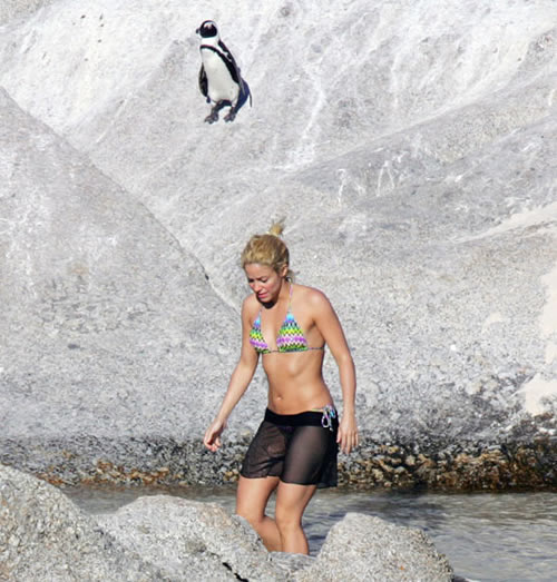 Shakira p-p-p-picks up a penguin
