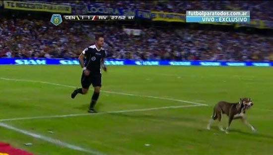 Dog defecates on the pitch during Rosario-River Plate match