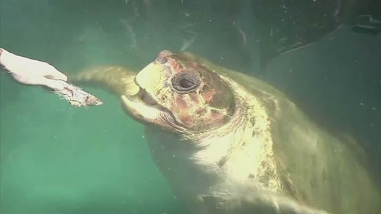 Cabecao the turtle predicts World Cup quarter-final results by eating sardines