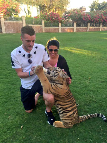 It's only Jamie Vardy feeding a tiger some milk, that's all