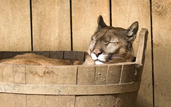 Arsenal's online cringe-factor reaches new high as kit manufacturers troll Spurs on Twitter