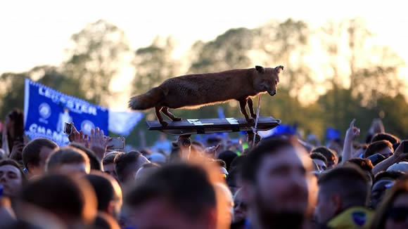 Stuffed fox at Leicester's jubilant Premier League title bash