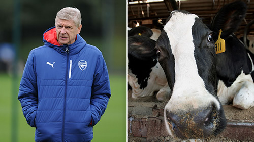 Arsenal fans forced to miss Burnley clash after train hits a cow