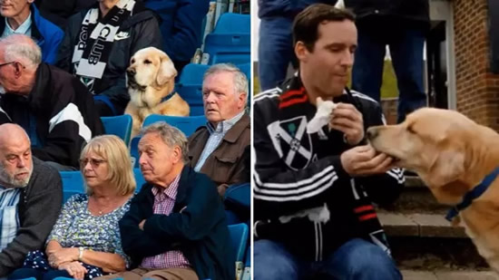 Dog Goes Viral For Watching Scottish League Club From The Stands