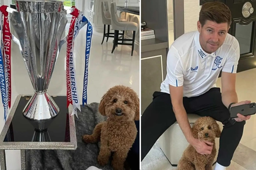 Rangers supporters flooded Steven Gerrard’s pet DOG with messages begging gaffer to snub Aston Villa switch
