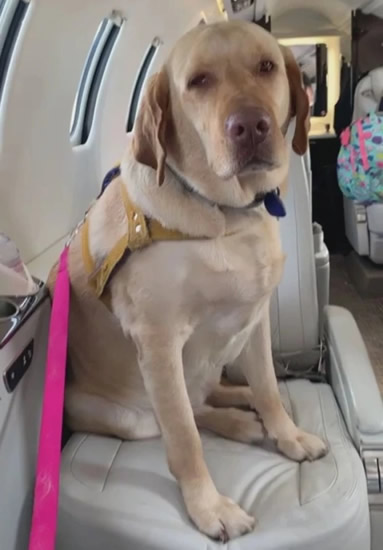 Bruno Guimaraes flies his beloved pet Labradors Mel and Ragnar over to Newcastle on private jet